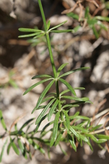 Asperula rupestris