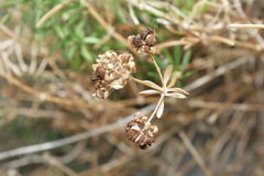 Asperula rupestris