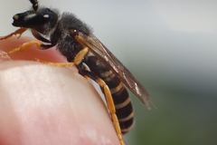 Halictus simplex