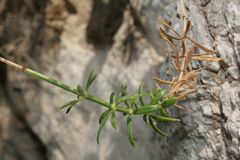 Asperula rupestris