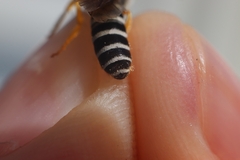 Halictus simplex