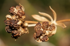 Asperula rupestris