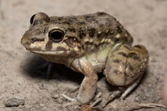 Leptodactylus bufonius