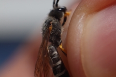 Halictus simplex