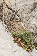 Hypochaeris laevigata