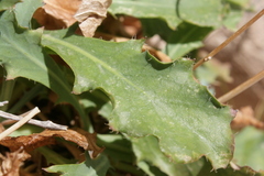 Hypochaeris laevigata