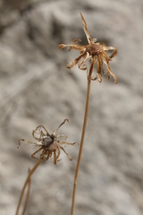 Hypochaeris laevigata