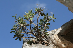 Iberis semperflorens