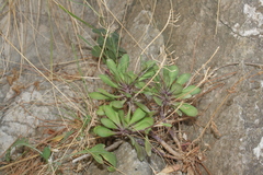 Iberis semperflorens