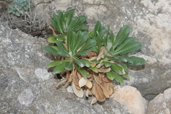Pseudoscabiosa limonifolia