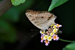 Junonia almana
