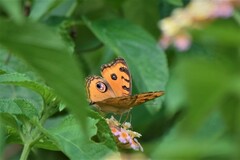 Junonia almana