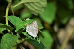 Junonia atlites
