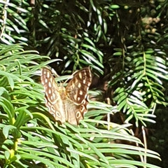 Pararge aegeria