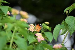 Danaus chrysippus