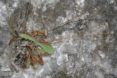 Hypochaeris laevigata