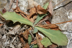 Hypochaeris laevigata