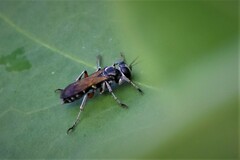 Liris subtessellatus