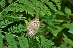 Junonia atlites