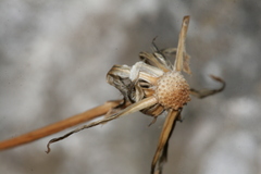 Hypochaeris laevigata