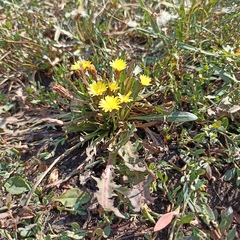 Taraxacum bessarabicum