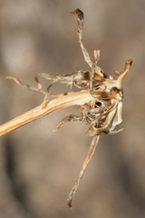 Hypochaeris laevigata