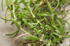 Asperula rupestris