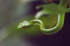 Trimeresurus popeiorum
