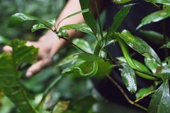 Trimeresurus popeiorum