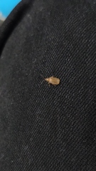 Galerucella grisescens