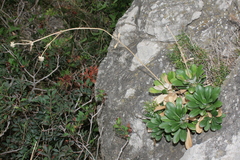 Pseudoscabiosa limonifolia