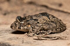 Scinax acuminatus
