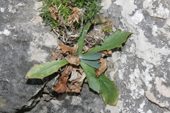 Hypochaeris laevigata