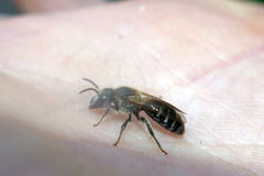 Lasioglossum zonulus