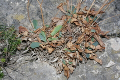 Hypochaeris laevigata