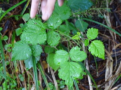 Rubus incanus