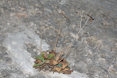 Hypochaeris laevigata