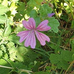 Malva sylvestris