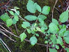 Rubus incanus