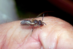 Lasioglossum zonulus
