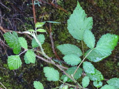 Rubus incanus