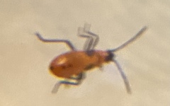 Oncopeltus fasciatus