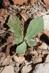 Hypochaeris laevigata