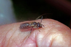 Lasioglossum zonulus
