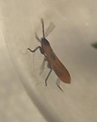 Oncopeltus fasciatus