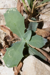 Hypochaeris laevigata