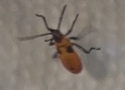 Oncopeltus fasciatus