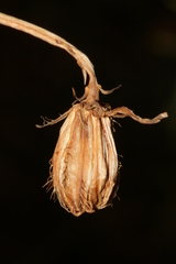 Hypochaeris laevigata