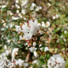 Leucopogon microphyllus microphyllus