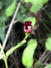Scrophularia yoshimurae